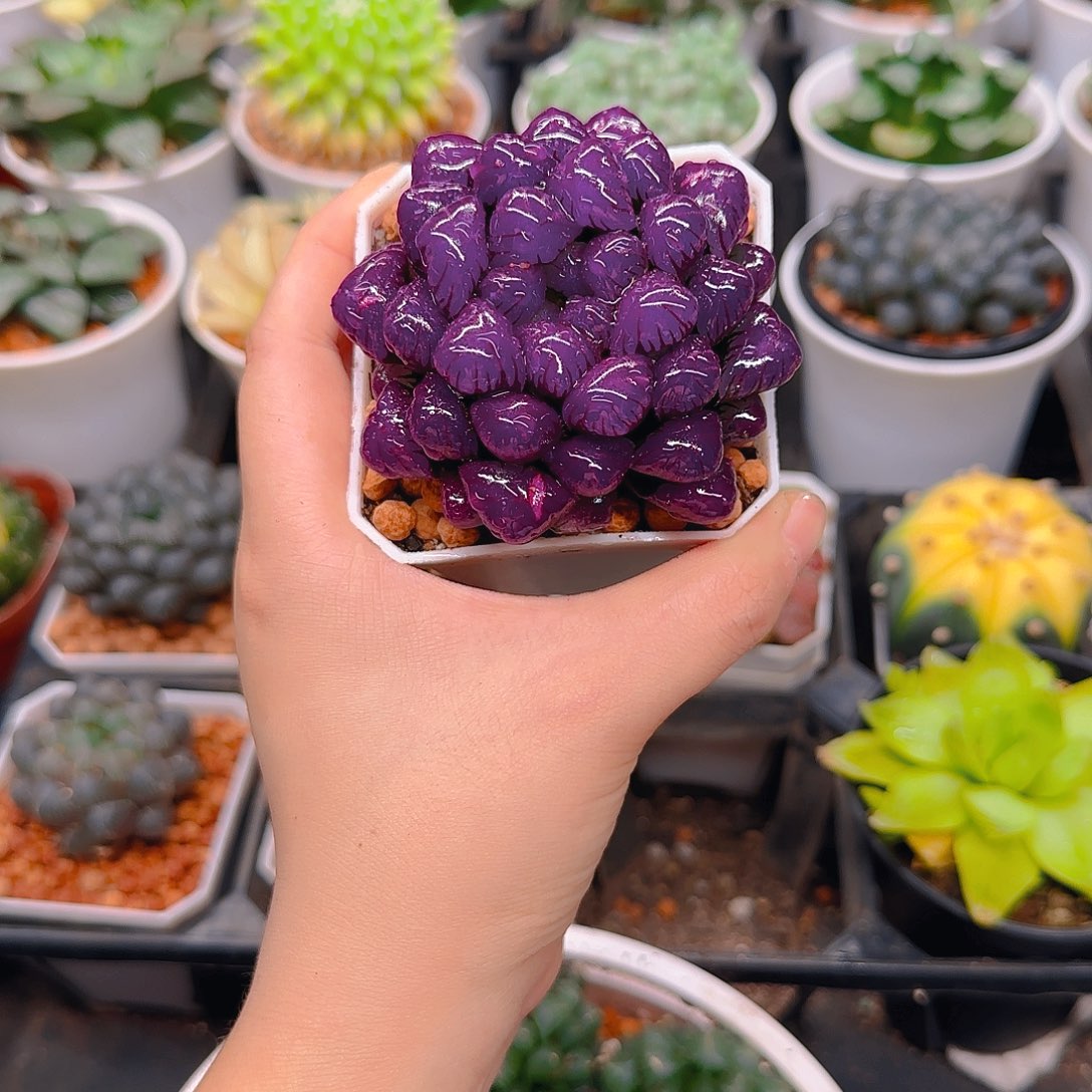 紫宝石冰灯玉露，原盆