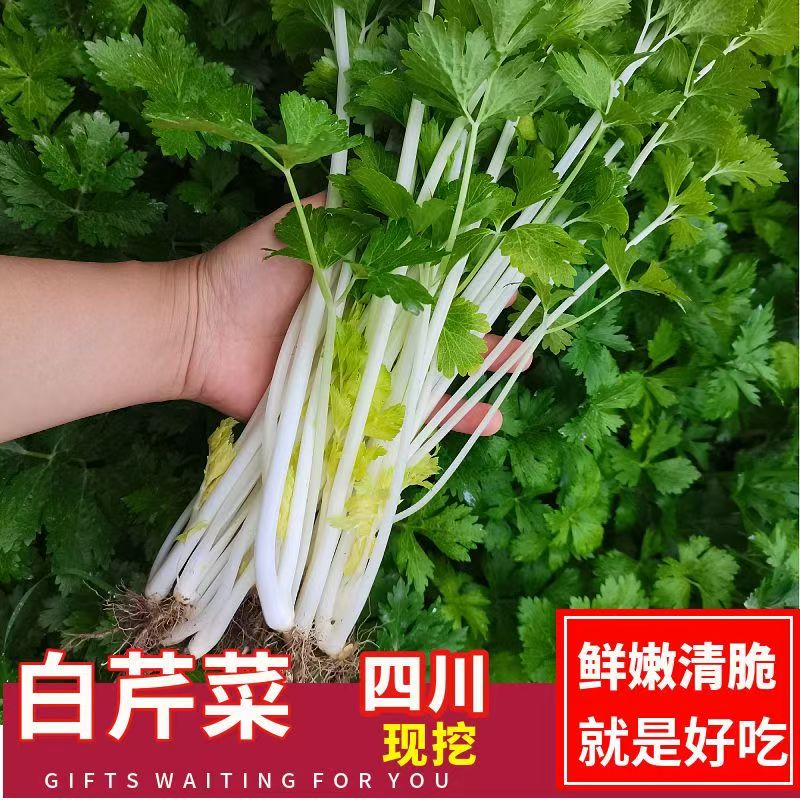 四川信息农家白芹菜香芹菜/细芹菜/水芹菜【现挖现发】
