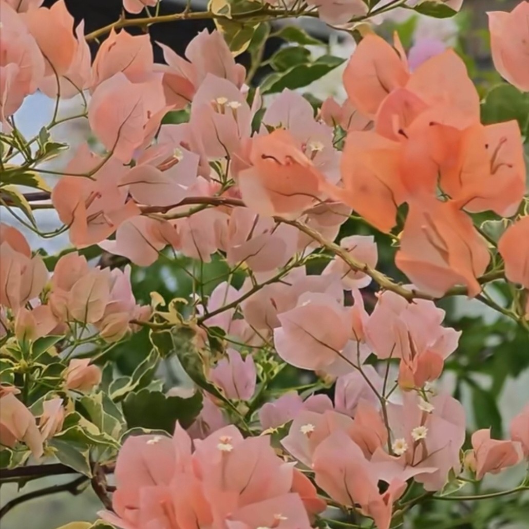 三角梅盆栽四季开花勤花品种适合阳台庭院种植