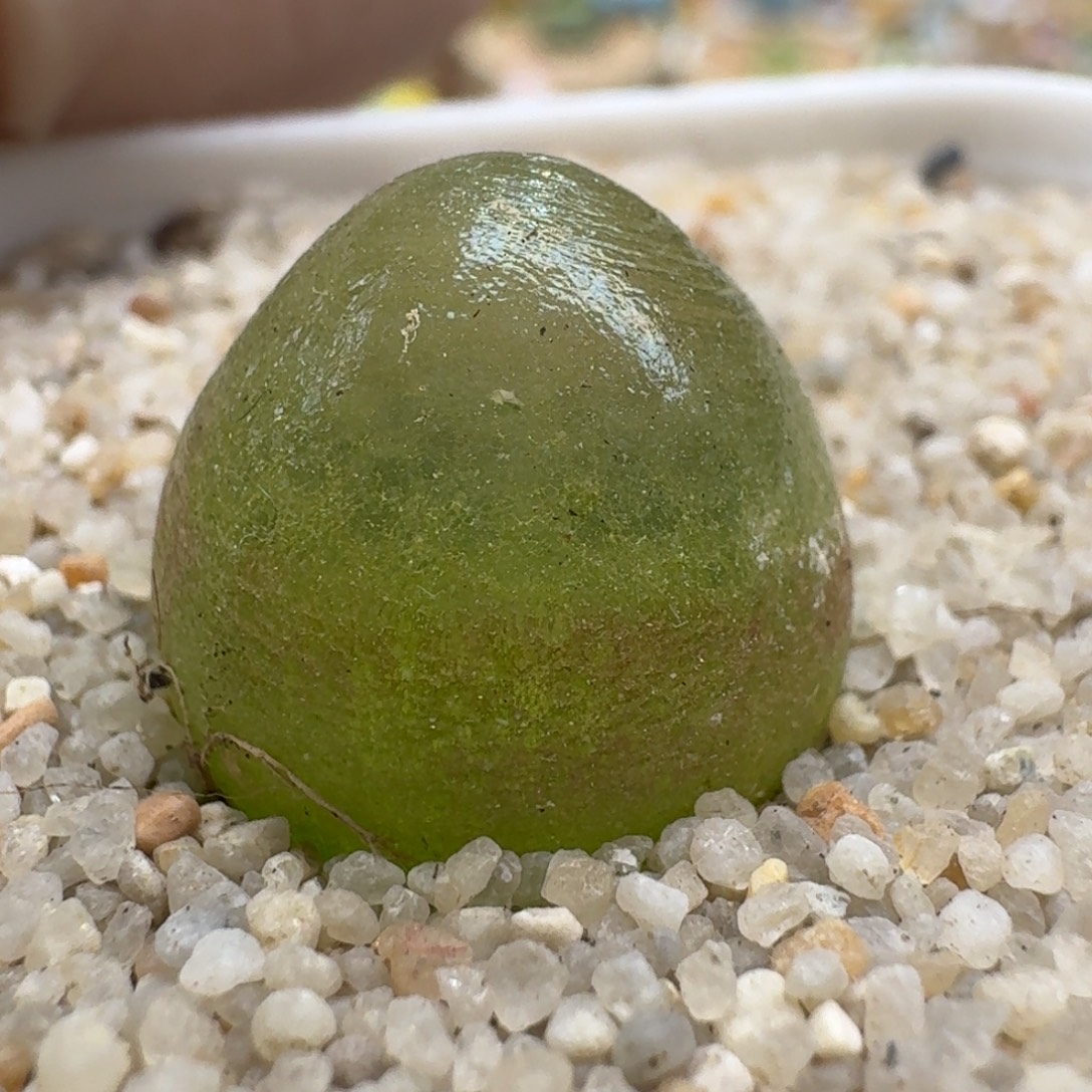 奥***特1209-036肉锥肉锥肉锥