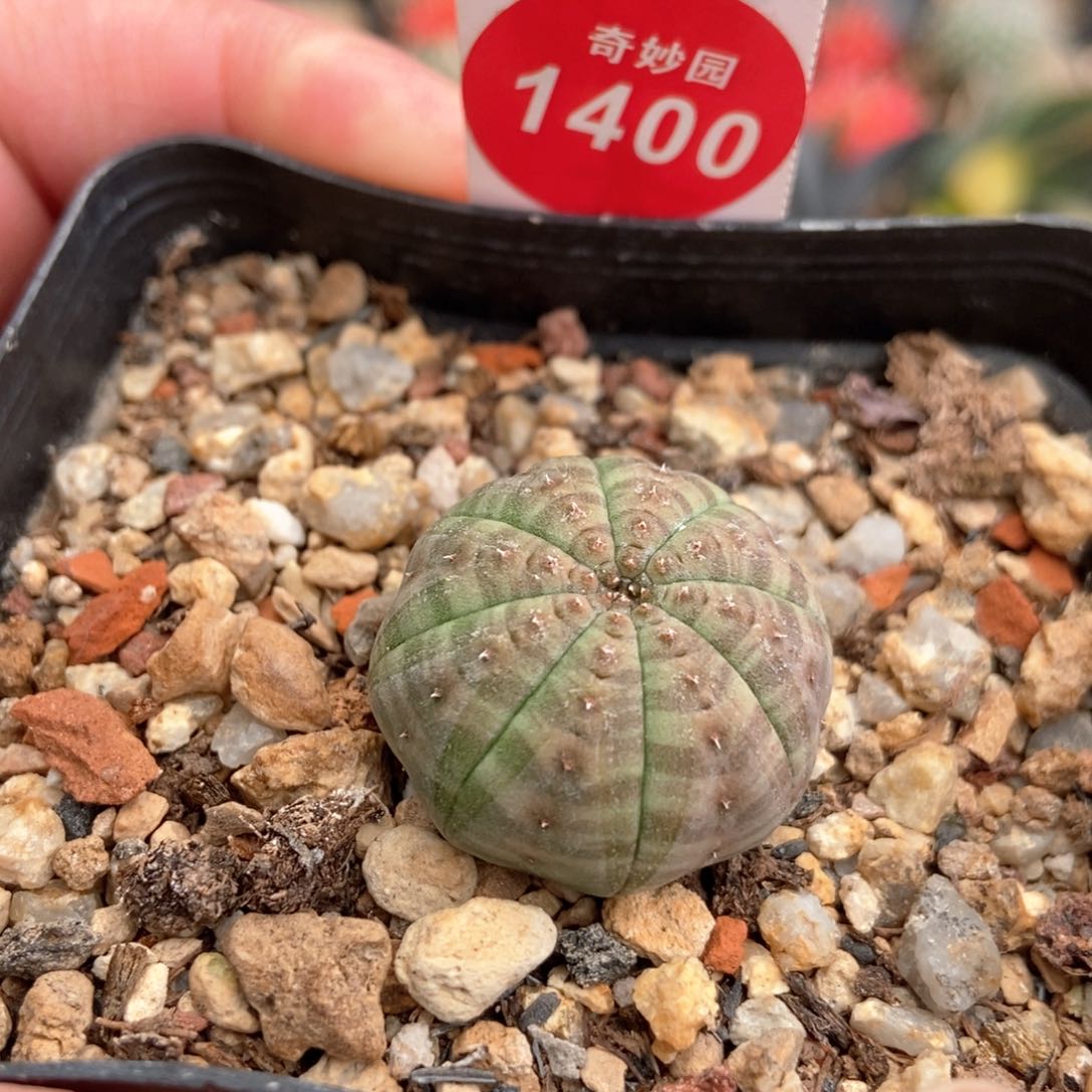 实生欧系布纹球杂交2.4cm