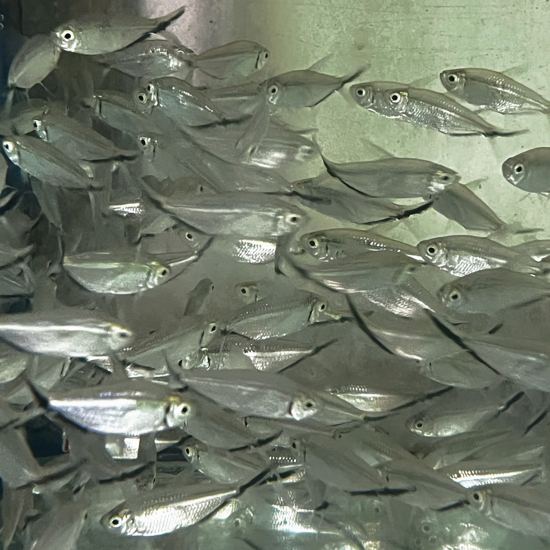 群游王者黑尾大勾灯科鱼3-4cm不分公母（入缸不包损）