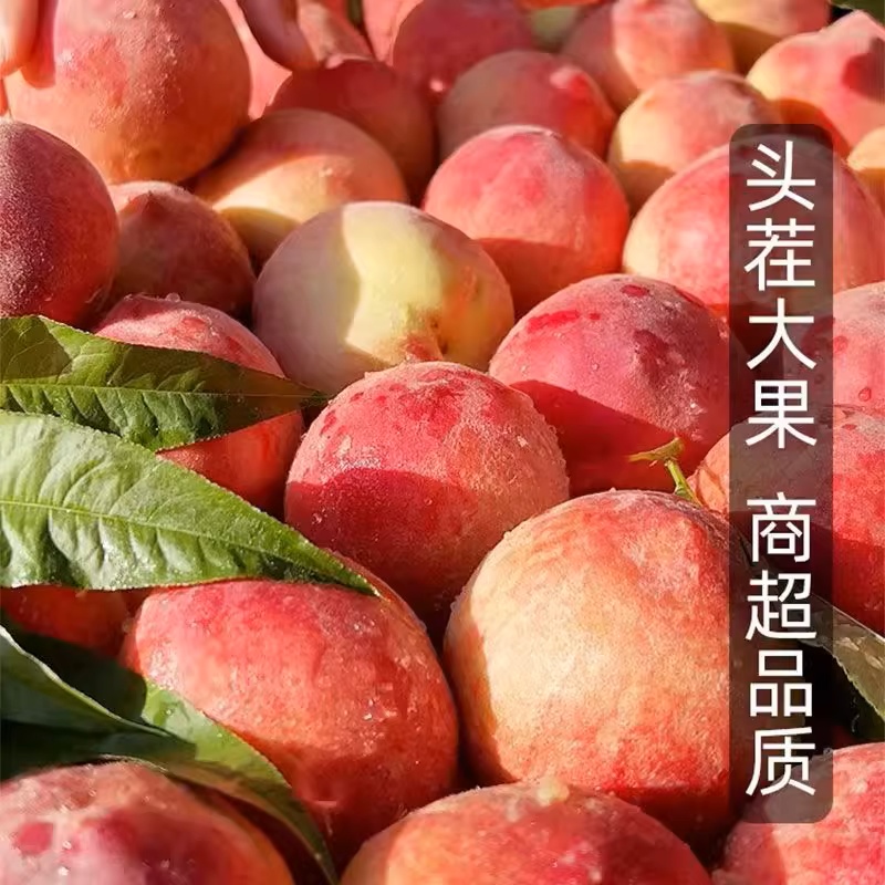云南大理冬桃桃子蜜桃清香当季新鲜水果果园采摘脆甜应季水果整箱