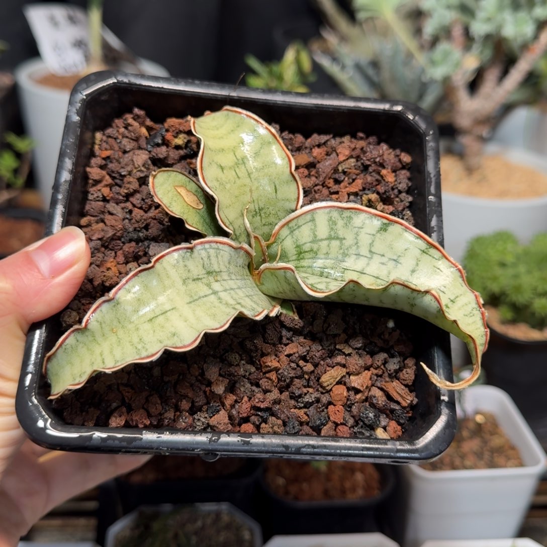 龙翼虎皮兰一物一拍多肉植物