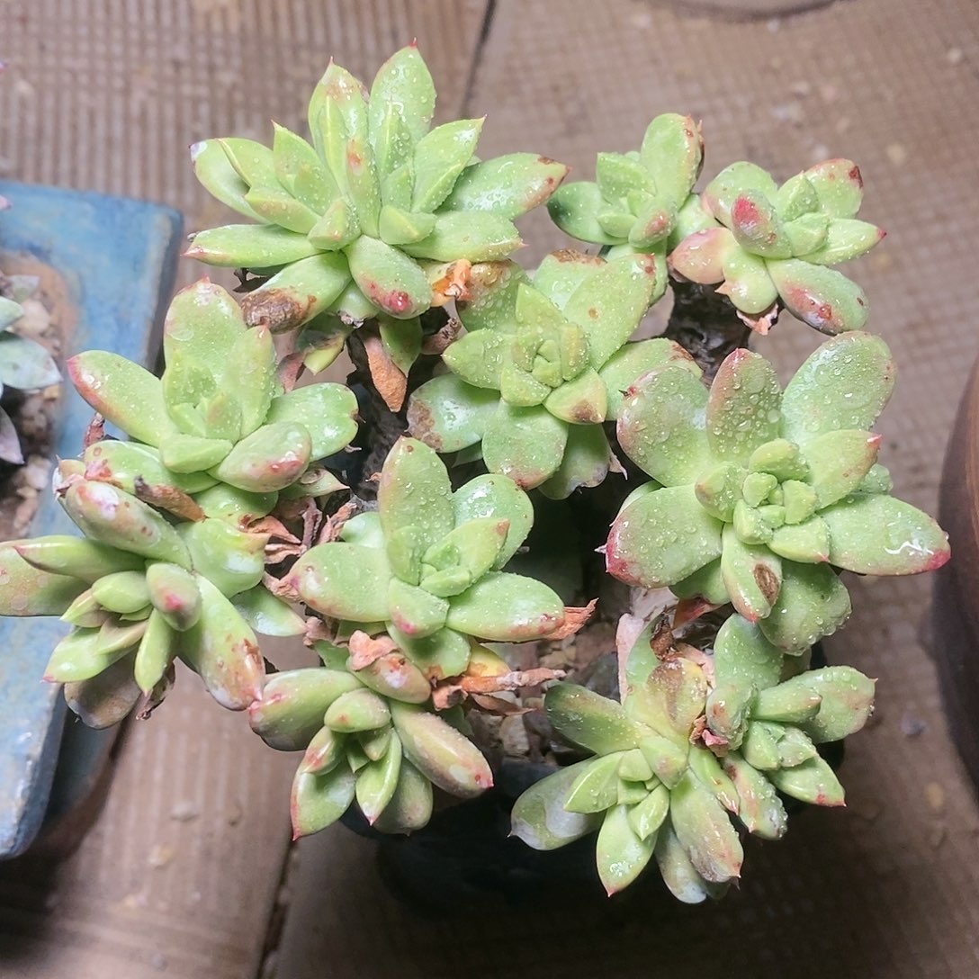 【闪购商品】哈哈哈青冈苹果叶多肉2262