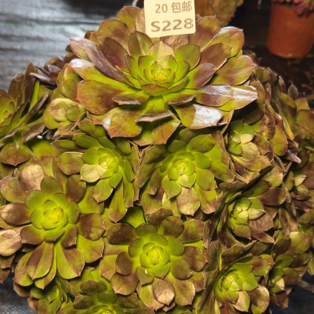 豆***儿228黑膜，满20包邮嘟叮熊