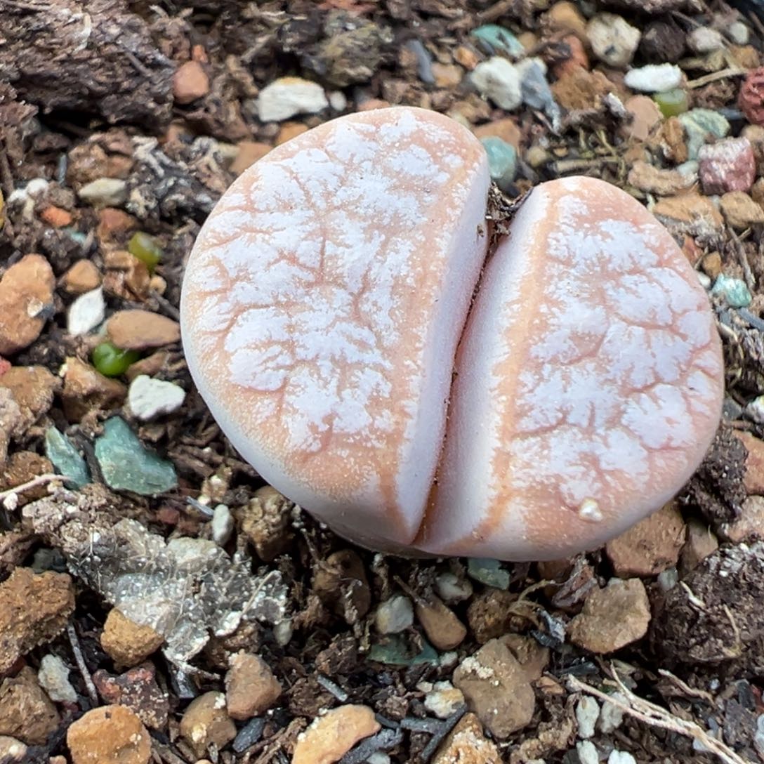 12.1好看的多肉脱土发货915