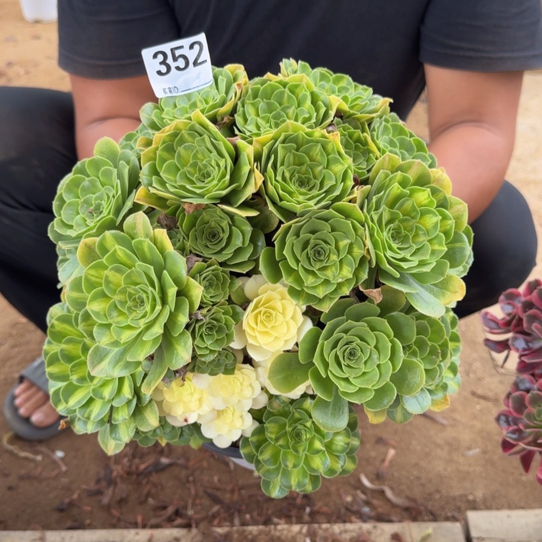 352琉璃翡翠多肉植物