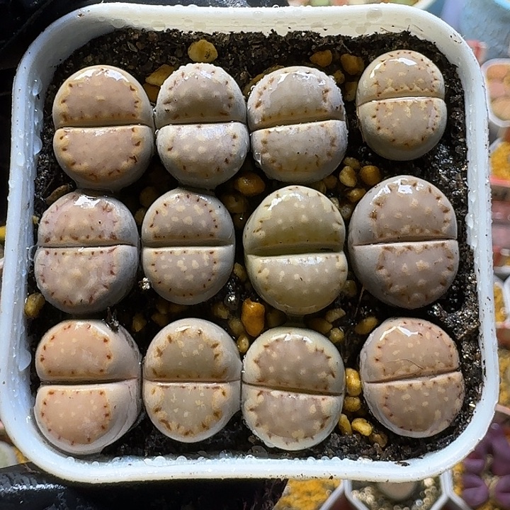 生石花111111。  杏仁饼干。  136