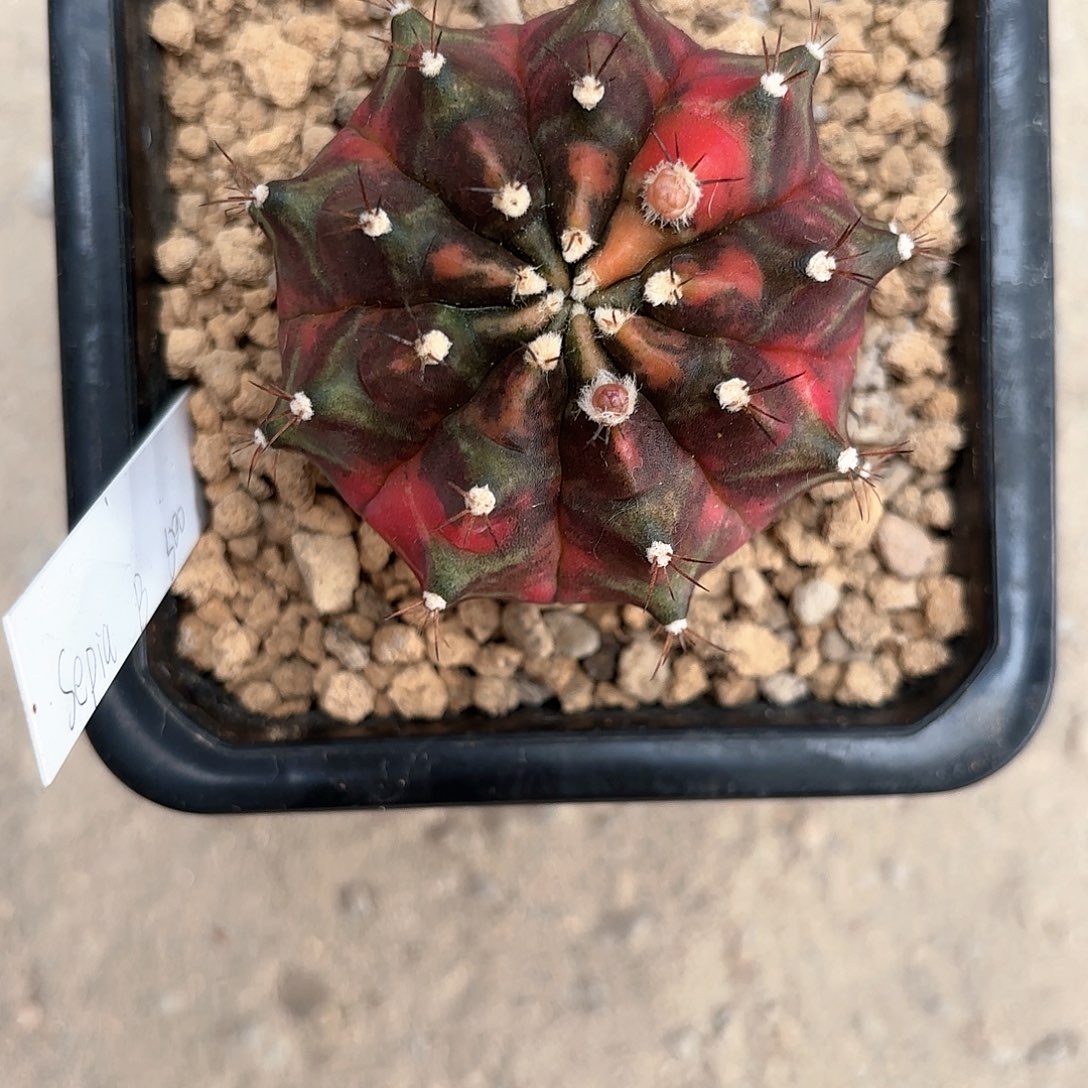 泰系乌贼仙人球13号