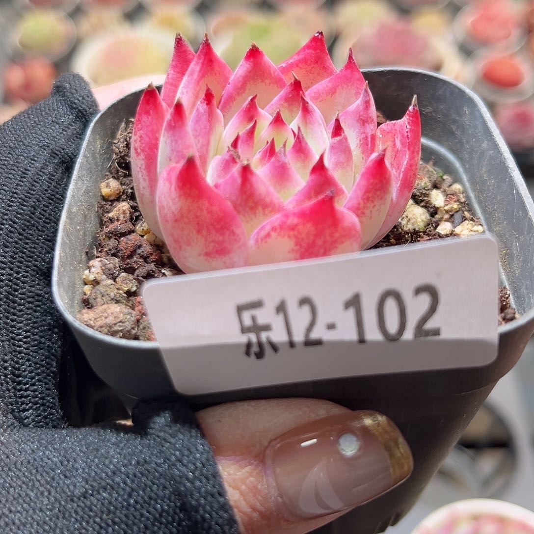 乐12-102 水蜜桃单头