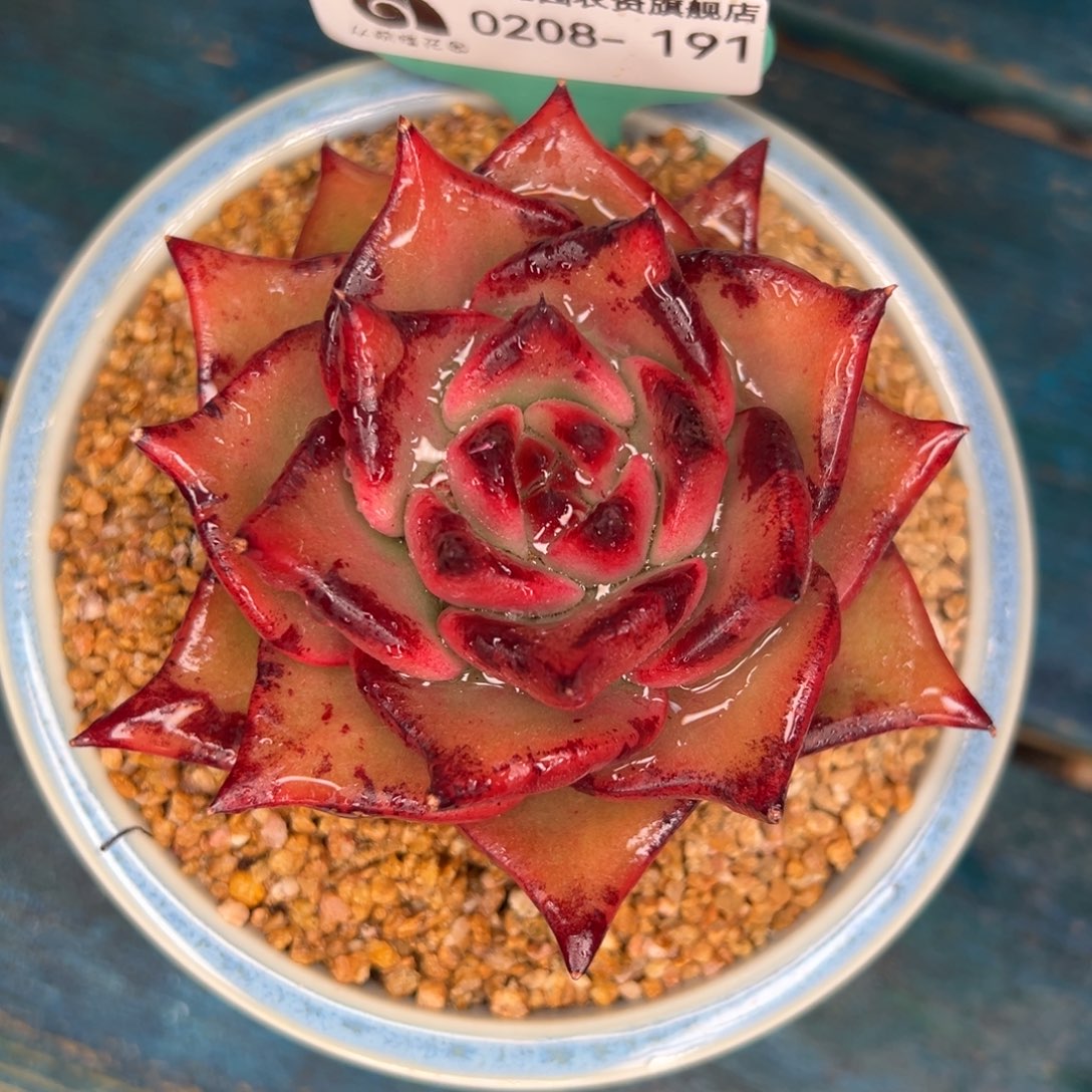 从前慢多肉精选编号0208.191