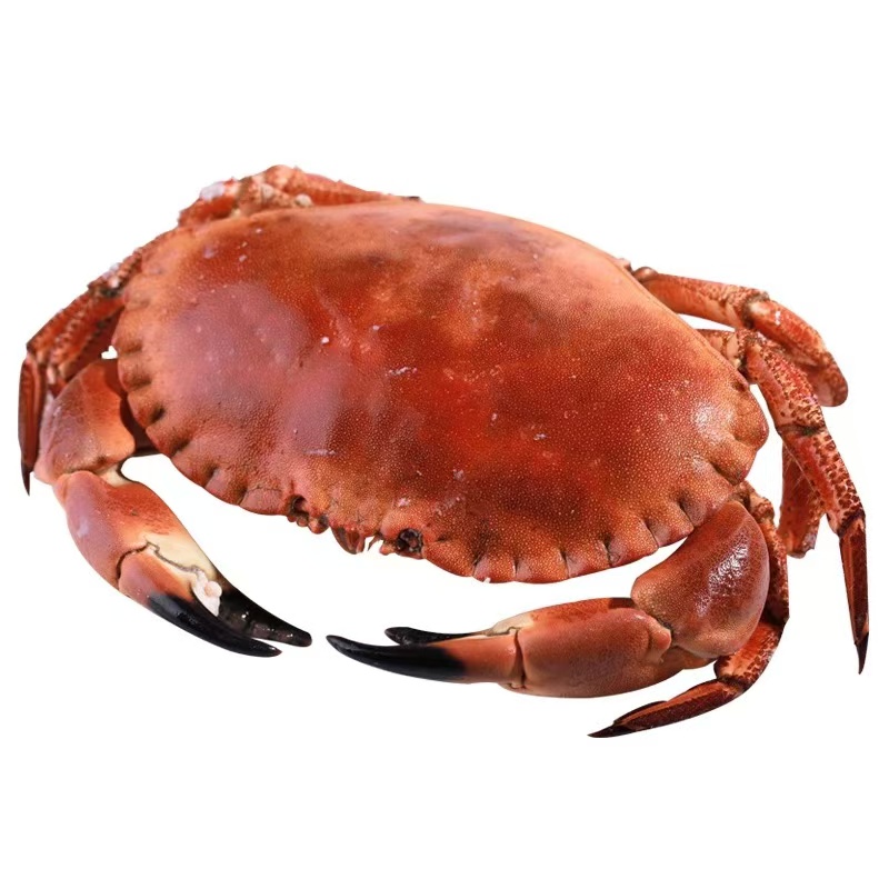面包蟹母蟹海蟹海鲜水产清蒸避风塘1-3斤/只（个别少腿，介意勿拍