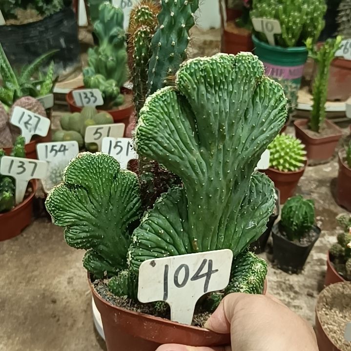 无花朵五指山     20元