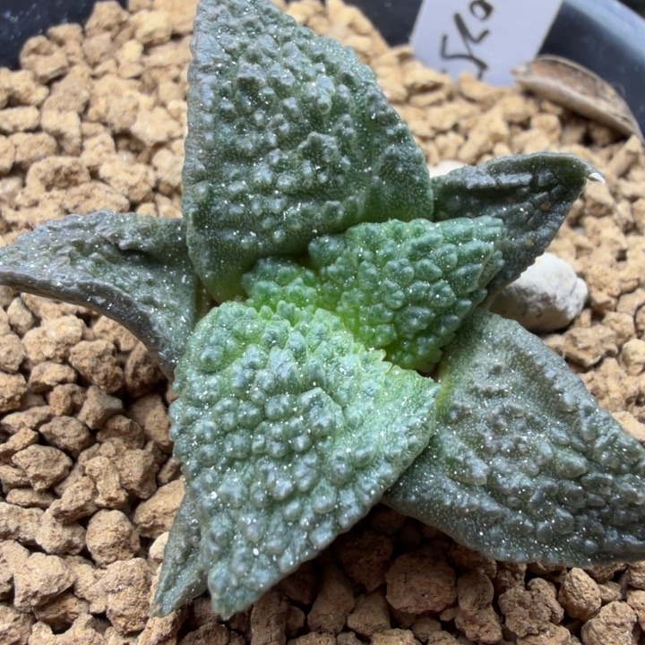 放漏放漏放漏放漏