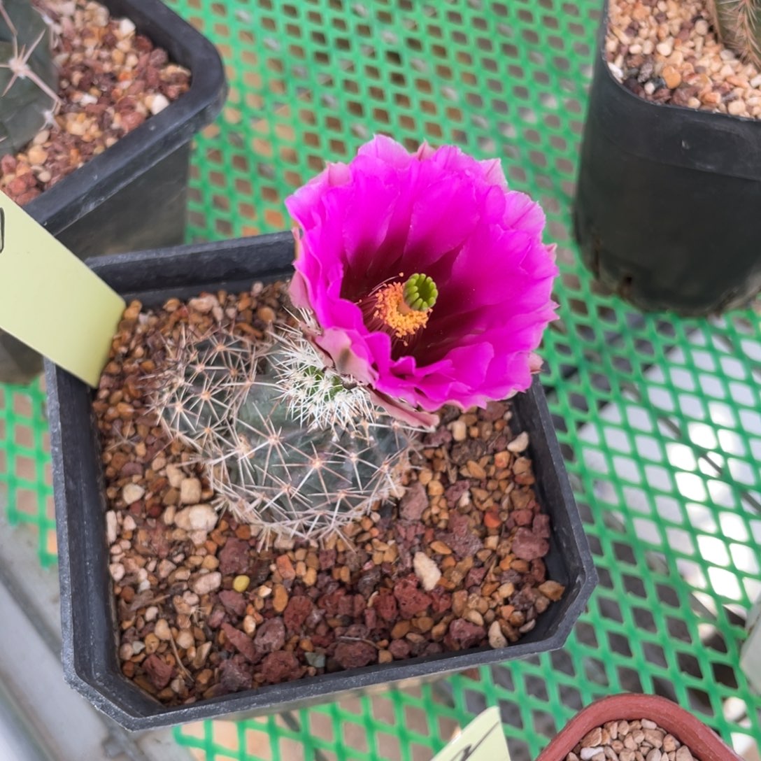 鹿角柱实生仙人球卫美玉杂交