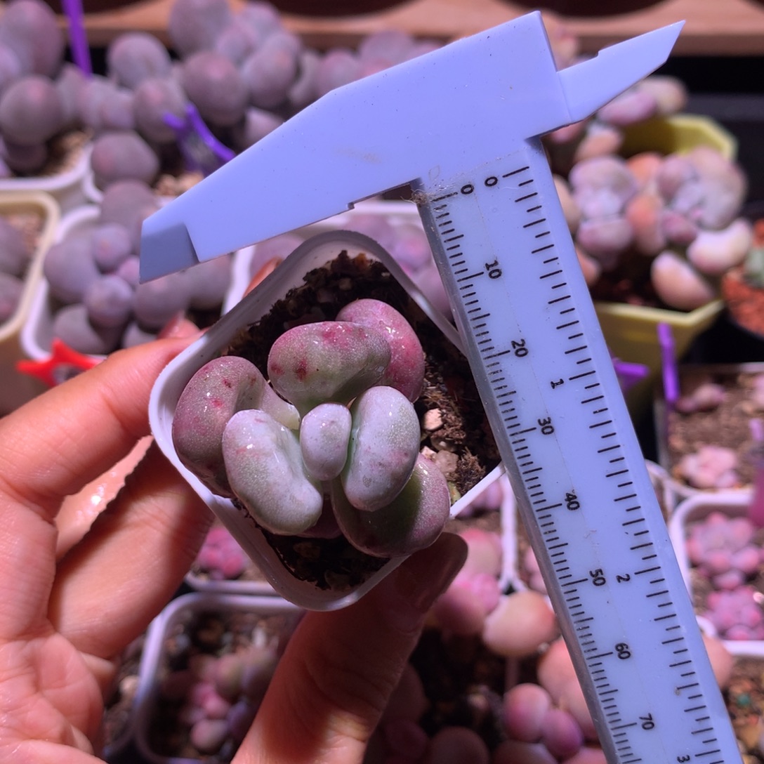 有砍黄油 小书肉奶酪多肉 