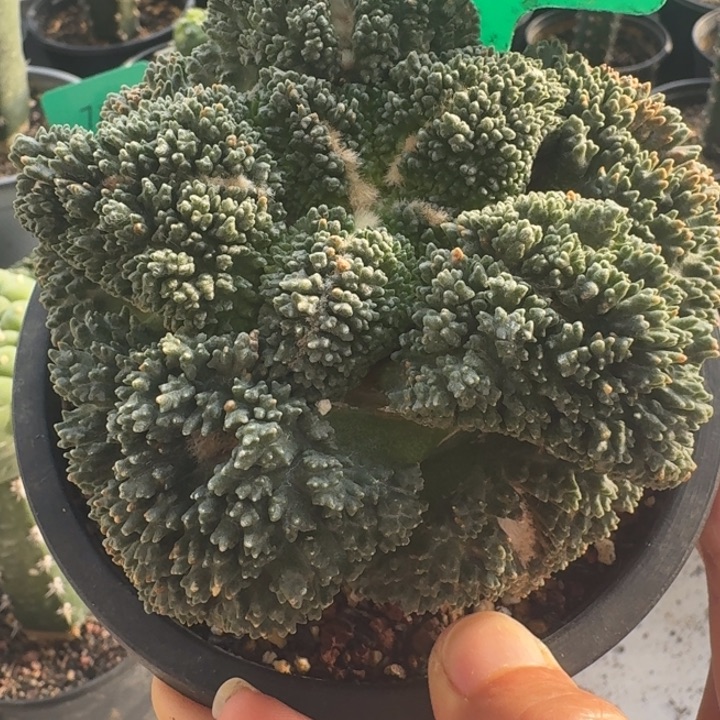 自跟11公分左右密优哥斯拉