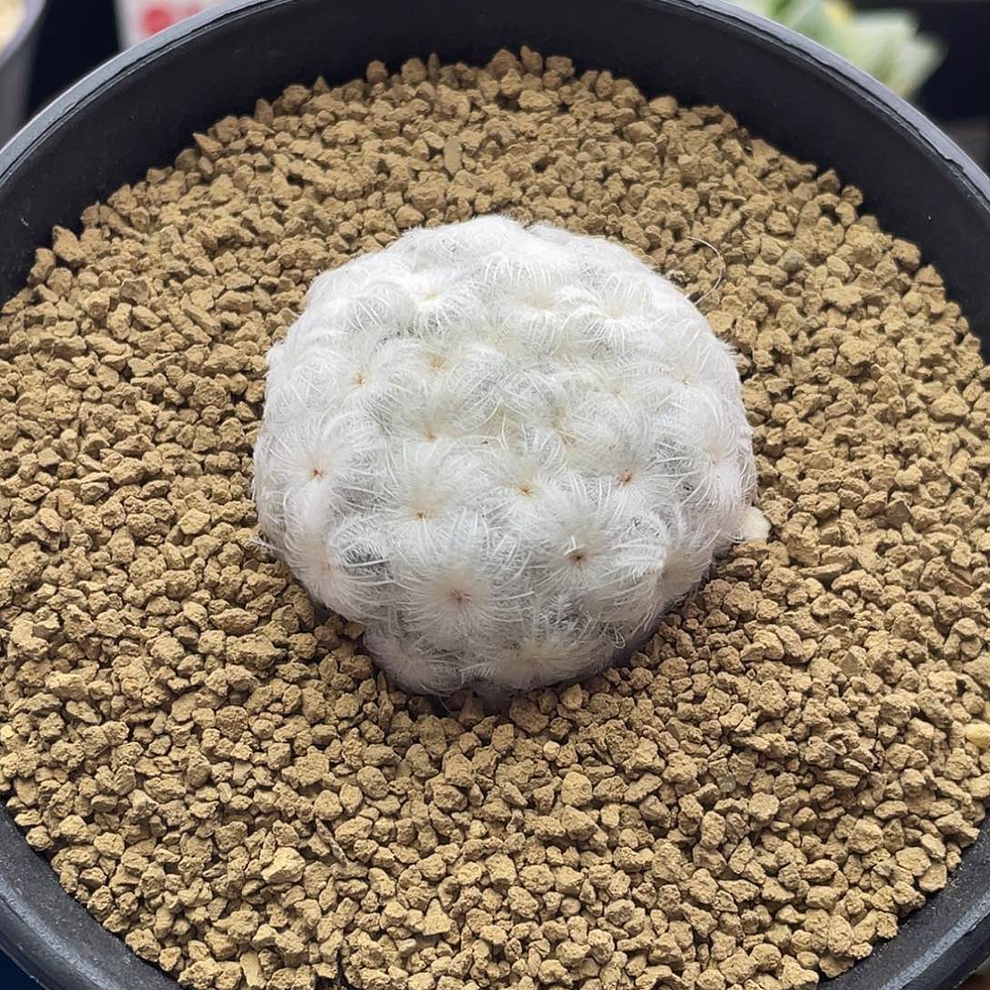 日系降落伞白星仙人球11
