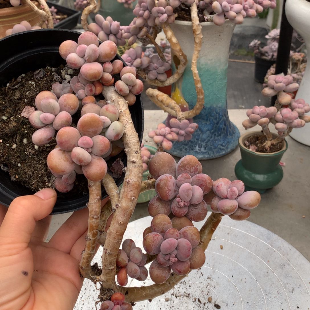 桃蛋老桩46号不带盆