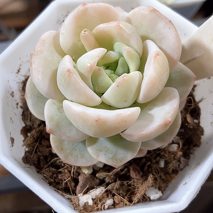 多肉植物香草锦2089