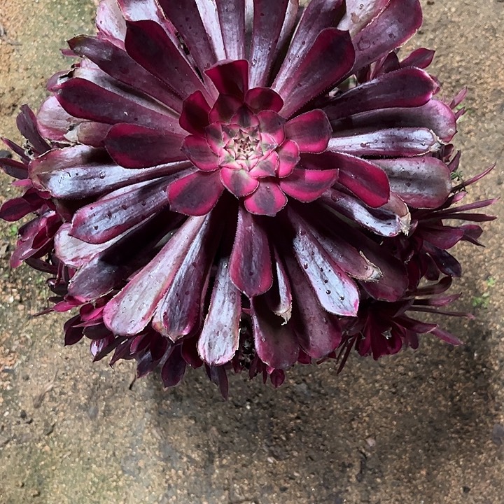 多肉植物黑铜壶超白锦…………