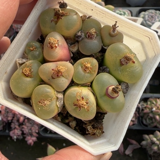 41毛汗尼多肉植物多