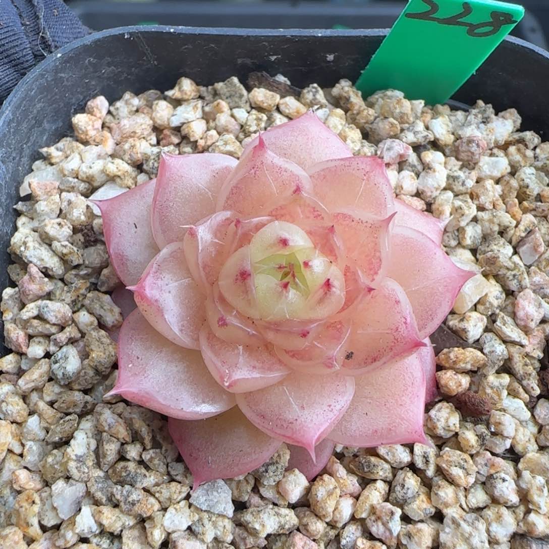 多肉228   麦秆     6厘米盆