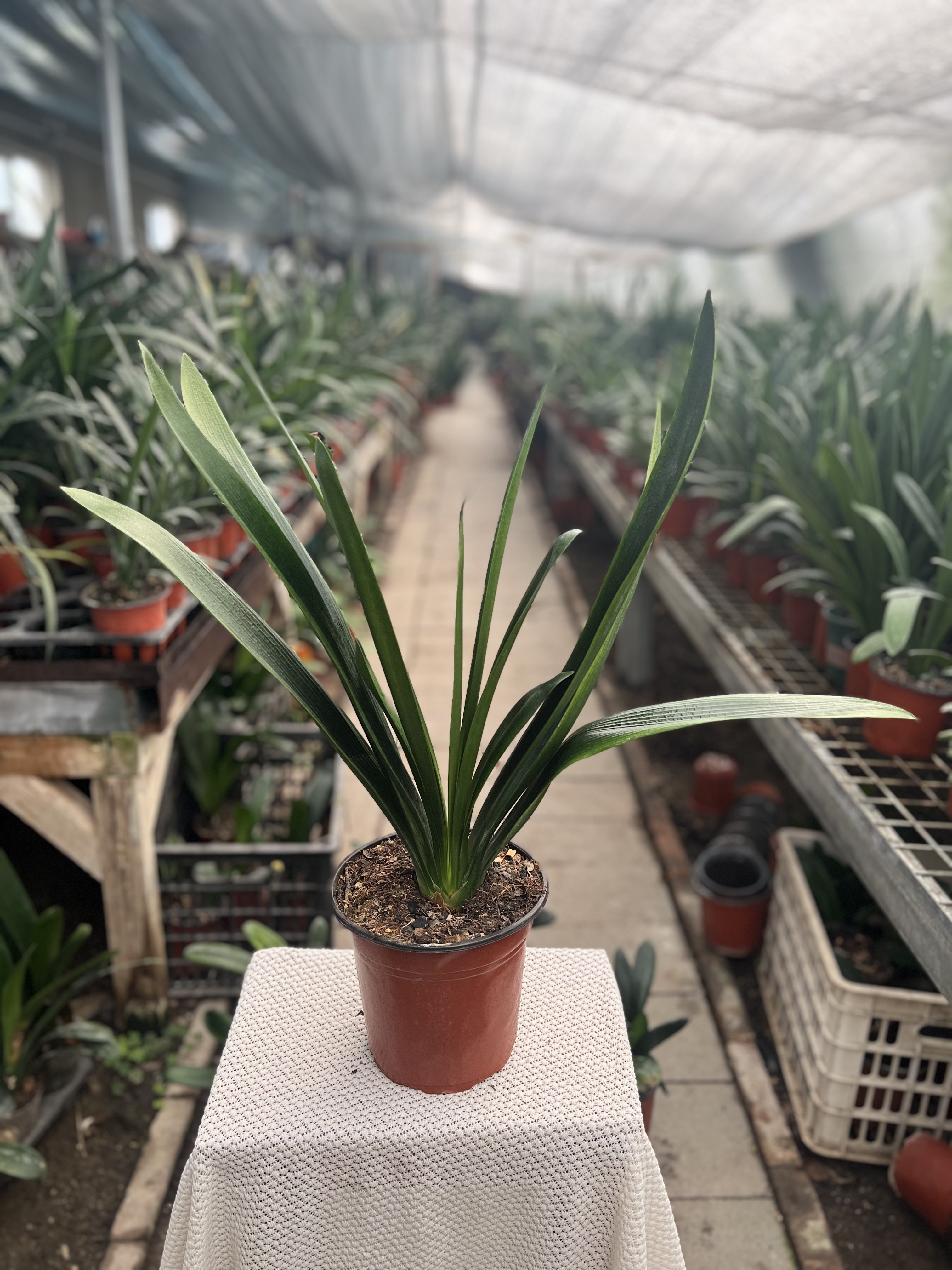 直播君君子兰一物一拍