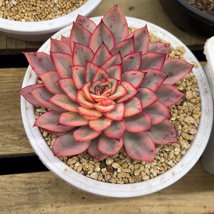 月光女神锦 夏鸣园艺