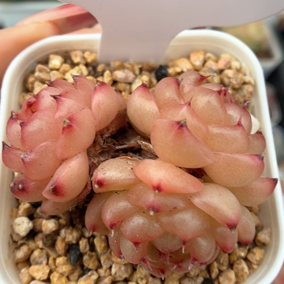 润玉珍妮群生可拍480号