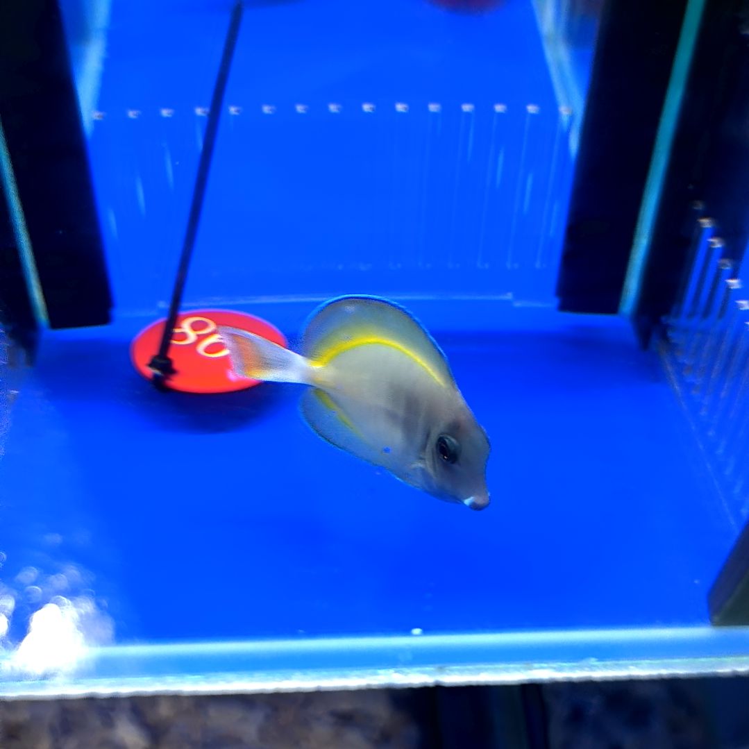 海水鱼五彩吊5+/1-10-198