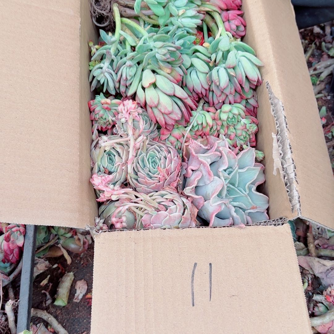 卫***?杂花瑕疵断头处理不售后11