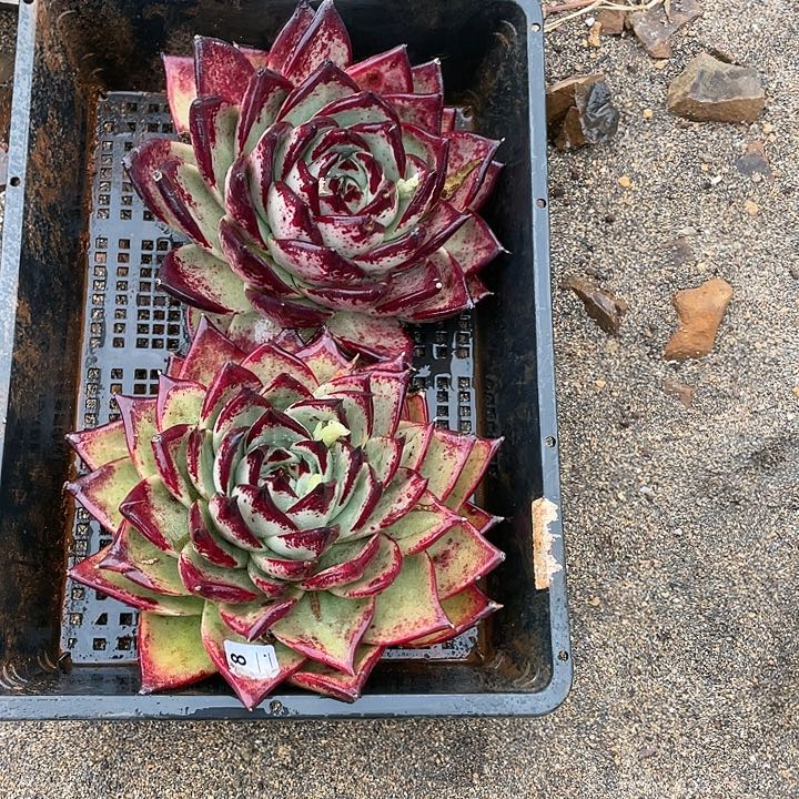 若如东云单拍A300