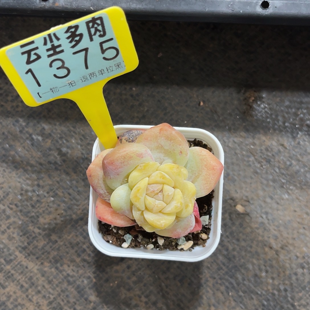 ****ᵔ云尘多肉一物一拍 1375,