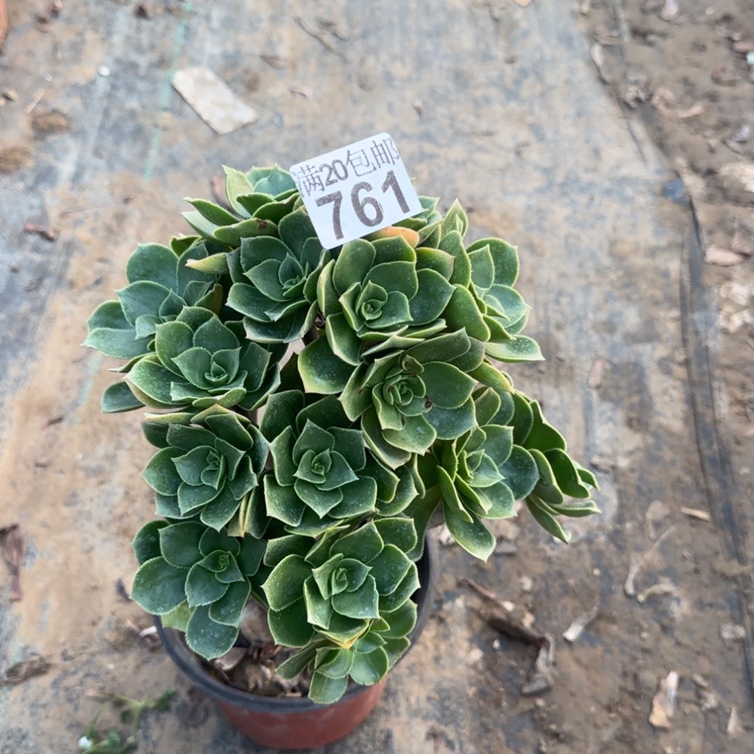 香腹761满20包邮断枝不包