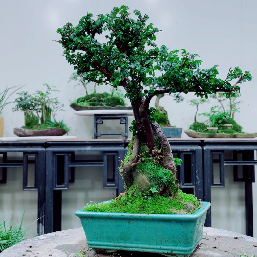 芝**k铁线蕨科植物的叶和叶