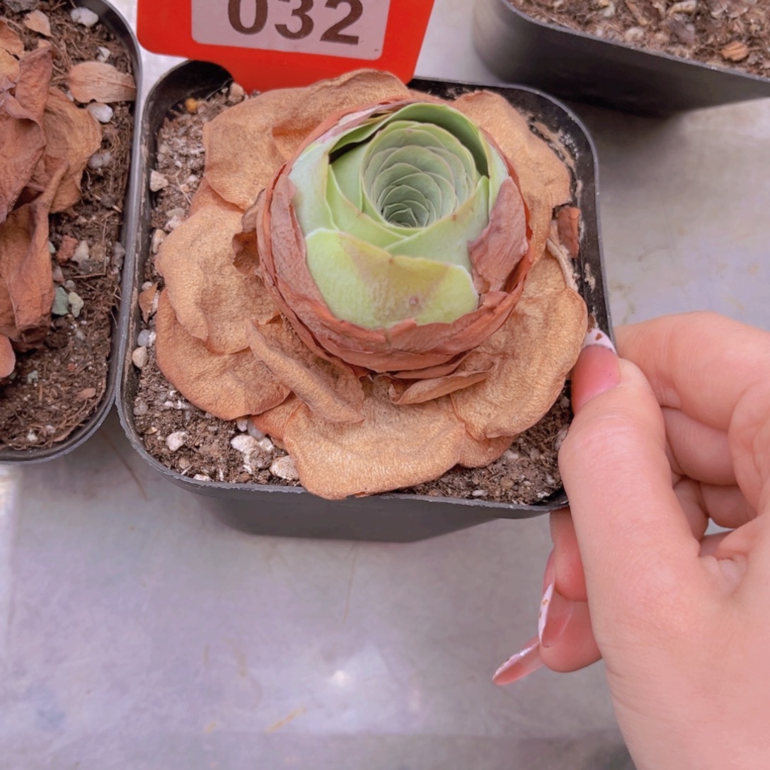 傻***࿐单品一物一拍032号