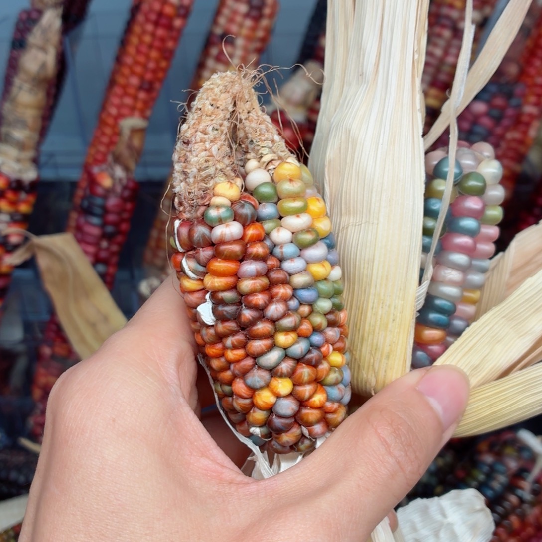 水***味吊坠白玉菩提文玩精品文玩精品