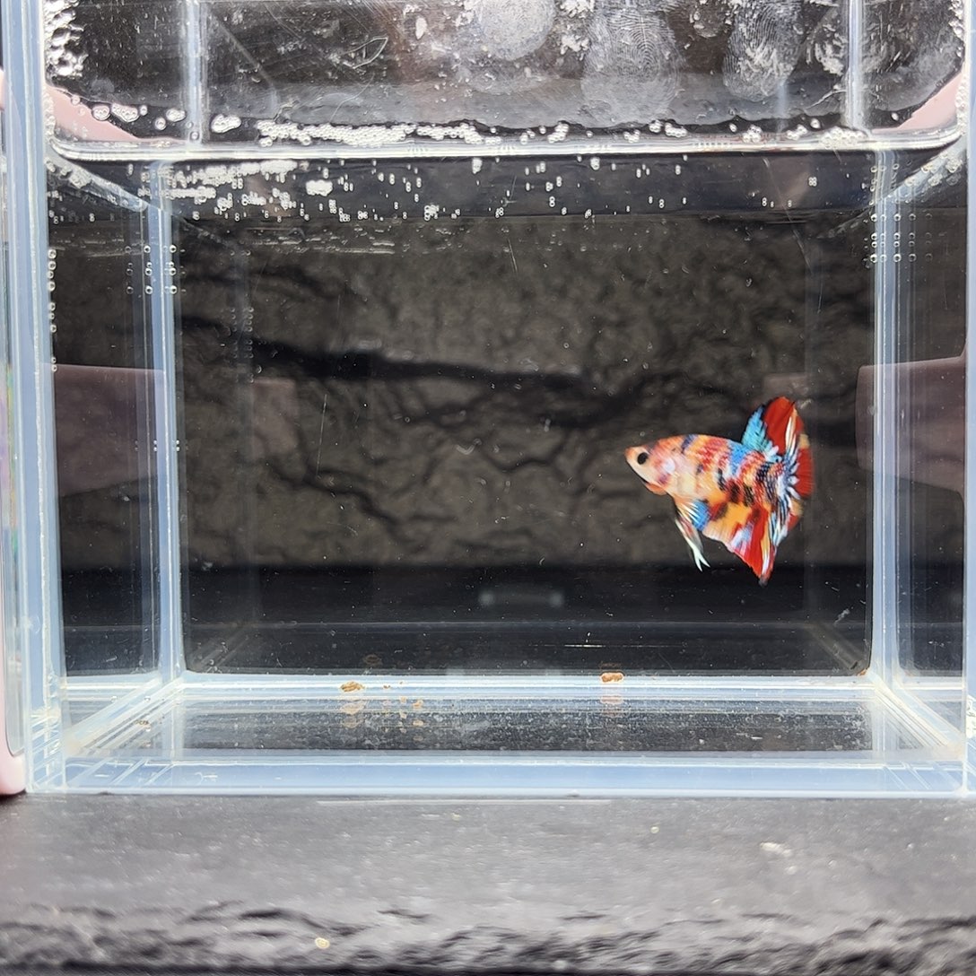 海水鱼宙斯斗鱼竞拍1227