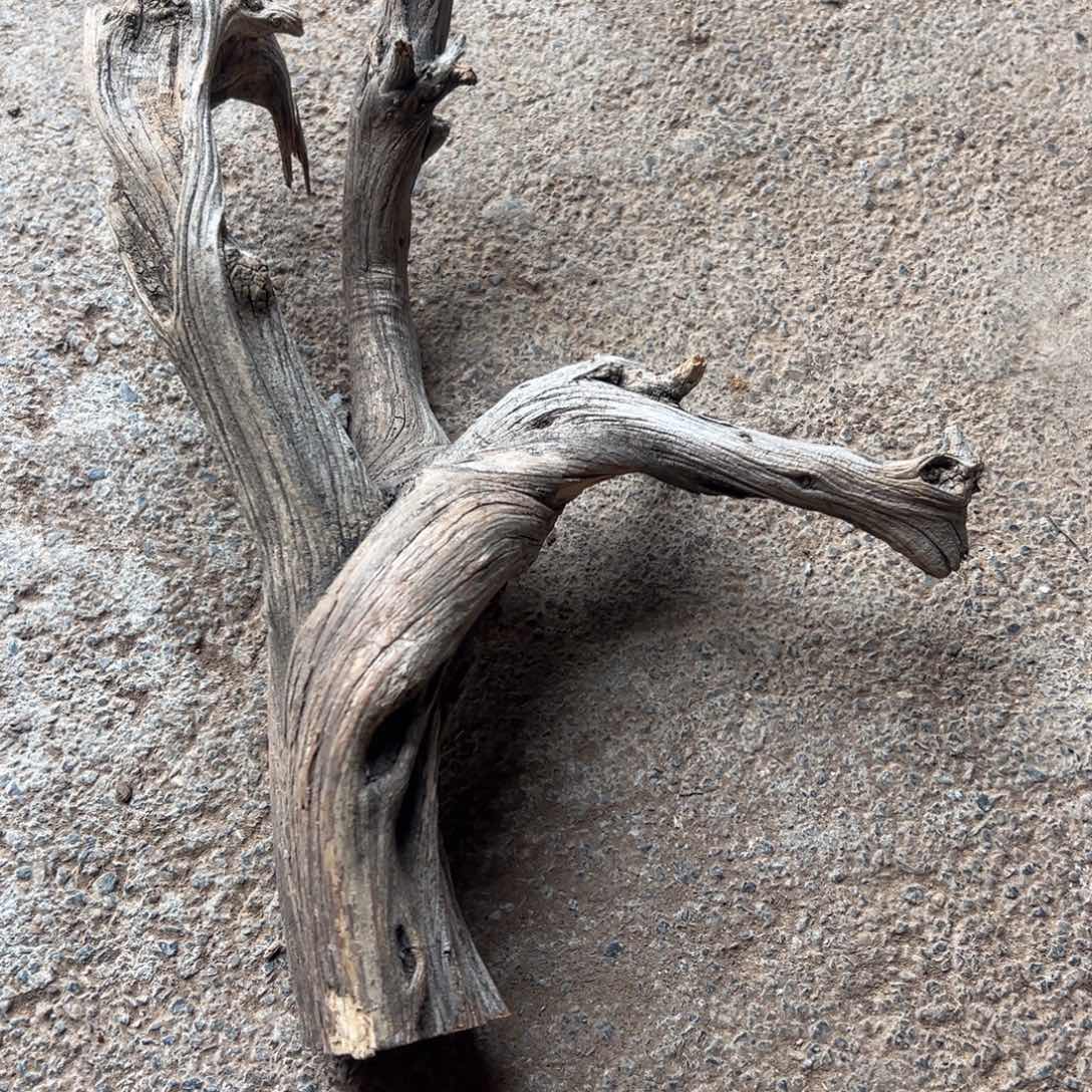 柏木（崖柏）豫****园