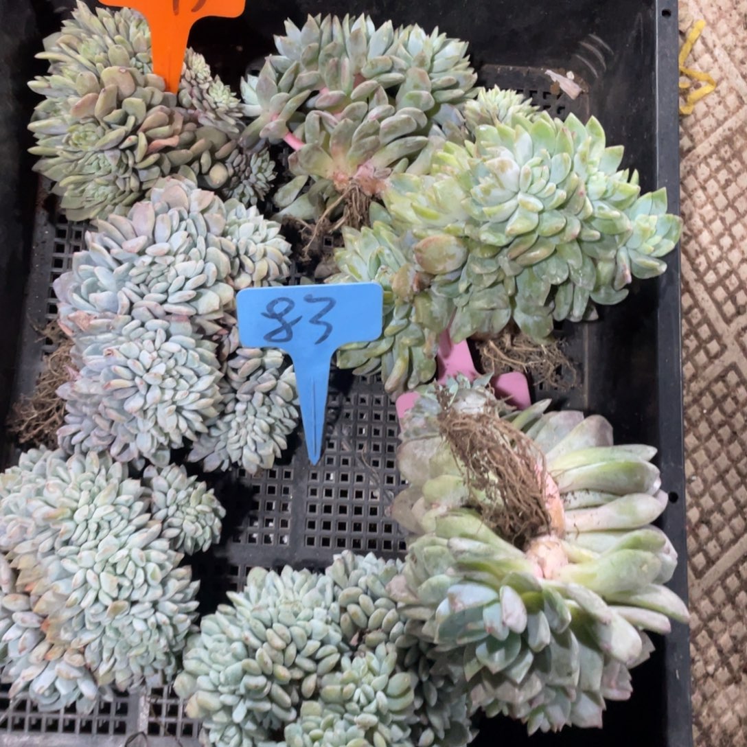 妮***可星影缀化多头群生83