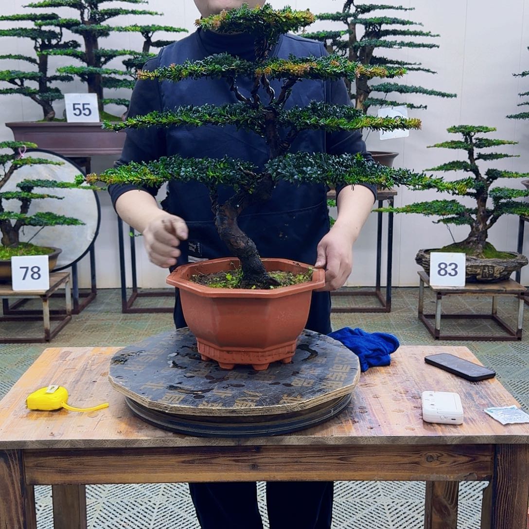 无花朵珍珠红芽罗汉松造型盆景