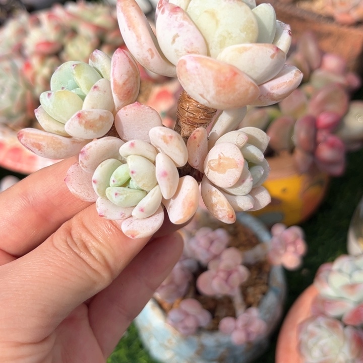 冷香老庄一物一拍……