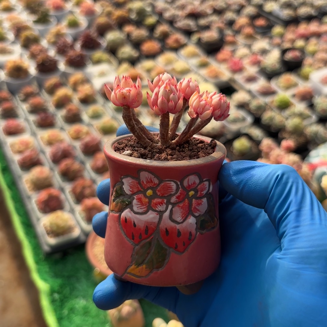 红树小群带盆发货