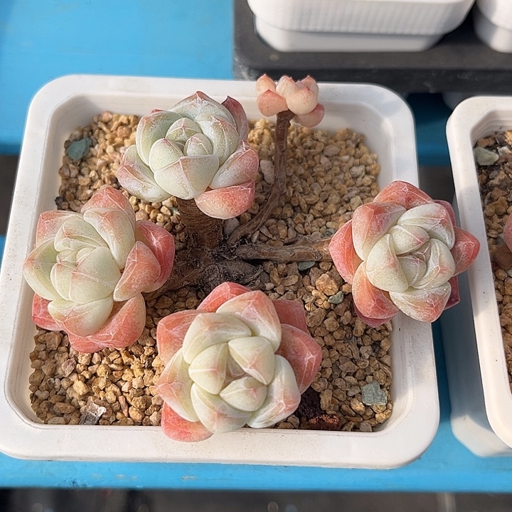 冰玉5头小老桩飘枝
