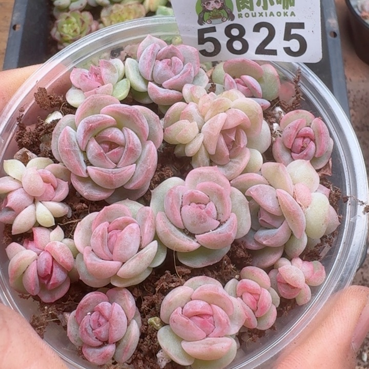 多肉植物多肉植物