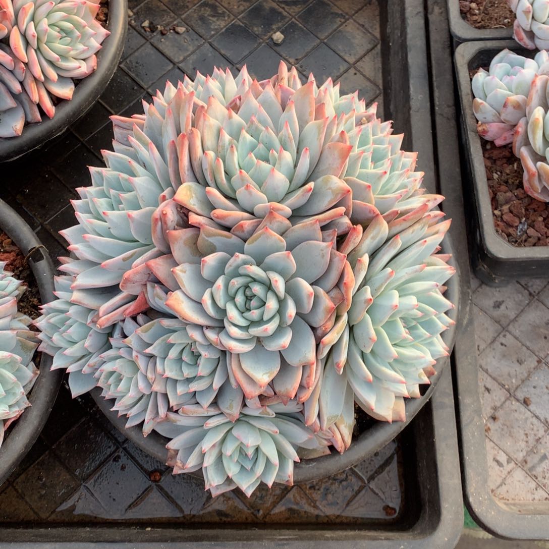 粉蓝鸟多肉植物！！！！！！！