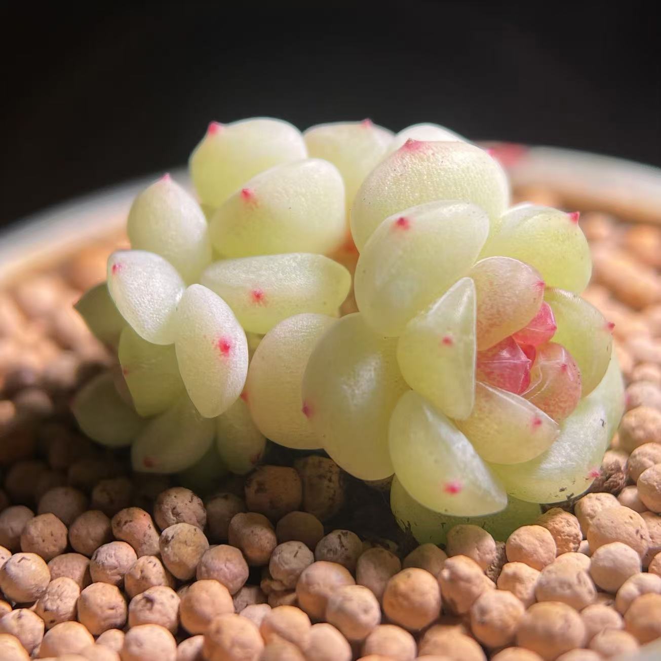 白底甜心定向繁殖3头群生小小苗一颗