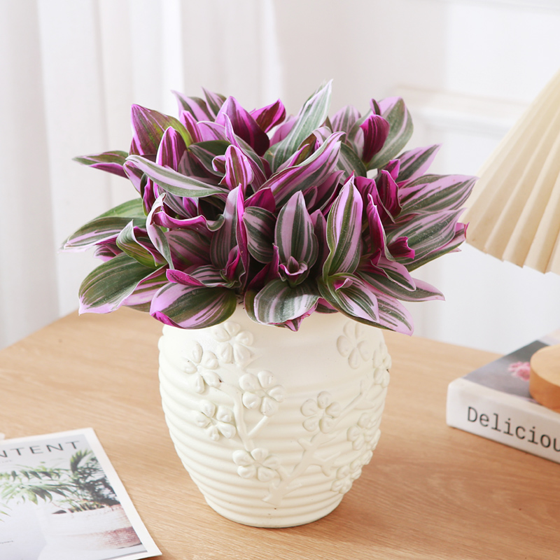 油画婚礼吊兰盆栽多肉紫露兰花室内办公室花卉绿植多肉水培植物